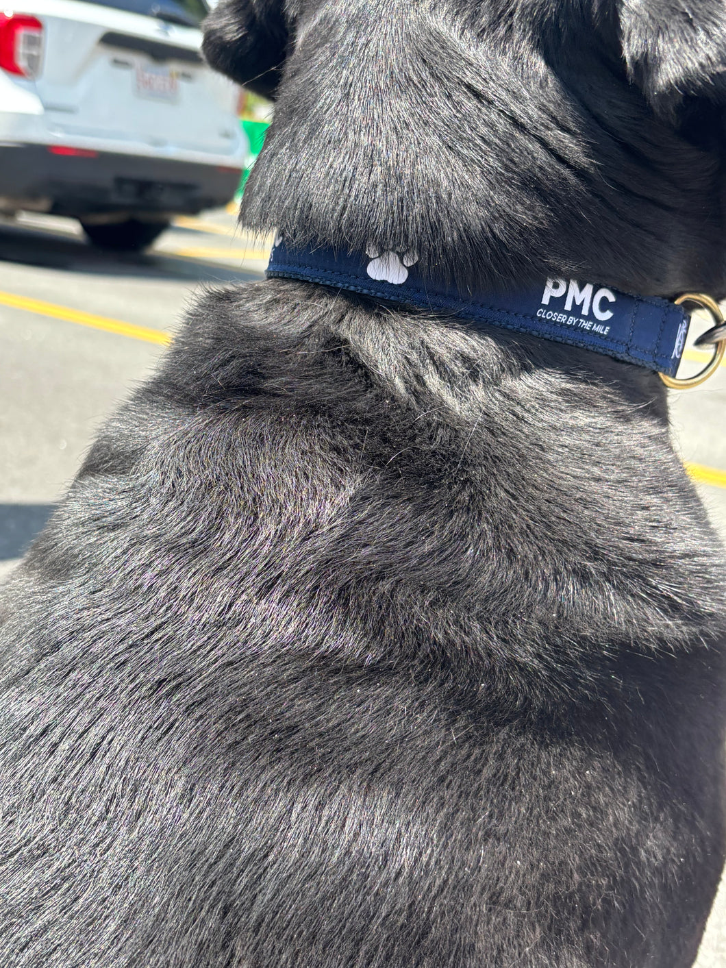 PMC Pups Dog Collar - Navy & White